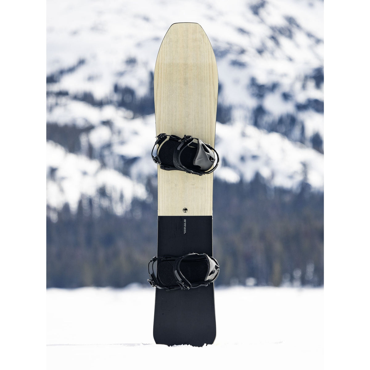 ARBOR Padre Camber 2025